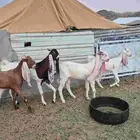 هولنديات صنف الصنف جفار 4