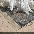 فروخ حمام فرنسي