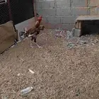 ديك و دجاجه باكستاني كفو