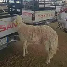 طلي أضحية
