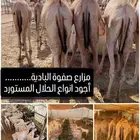 للتجار والملاحم متوفر لدينا حلال بأفضل الأسعار المناسبة