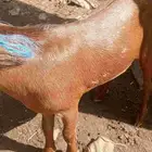 تيس بلدي جدع السعر 800ريال الموقع العارضه نبعان