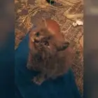 للبيع قطوتين النوع امريكي الون رمادي العمر شهر ونص