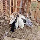 فروخ وز للبيع