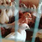 صيصان بط بكيني ودجاج لوهمان مستورد