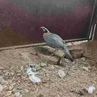 حجل