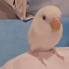 روز البينو هدد واليف