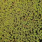 أزولا خضراء للعلف والمشاريع