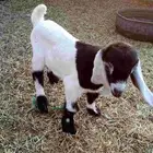 داغور للبيع شرط يدغر