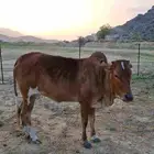 بقره فاخره ومقنى طيب السن ثنيه