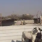 تيس للبيع يضرب سالم من الأمراض