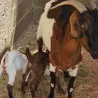 عدد 2 ماعز معها على 2