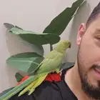 ببغاء الدره اليف