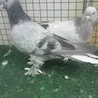 للبيع اناثي اتراك