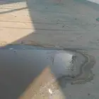 وز بلدي انثاه