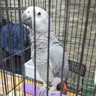 فرخ كاسكو عمر 6 شهور