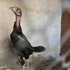 فرخ باكستاني