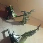 سكوترات للبيع
