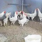 ديكه النوع فيوم المنيوم