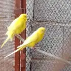 بادجي لاتينوا