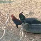 نعرض لكم ديك بلدي