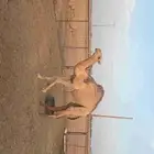 قعدات