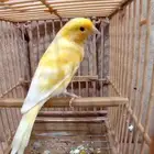 أنثى كناري سوري جاهزة( تم البيع)