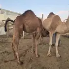 قعود وبكره ع حليب امهاتها