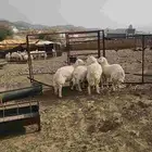 رخال كفو ضحايا