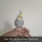 كرون اليف بس مقصوص جنحه معه قفصه