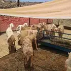 ضان حريات للبيع