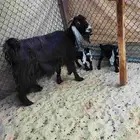 اعرض لكم اليوم عنز عارضيه خصم العمر سديس تحتها تيسين ديد مر