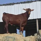تيس فحل
