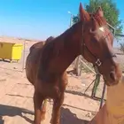 فرس انجليزيه للبيع وتصلح للتعليم