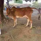 بقرة منتوج تحتها خبشه