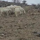ضان للبيع