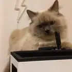 قطط تبني الاثنين سوا