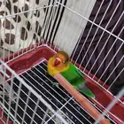 فيشر عمره 4 اشهر