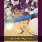 صيصان او كتاكيت بلدي