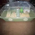 هامستر روسي