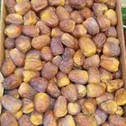 تمر سكري جلكسي خراف السنه الحالية