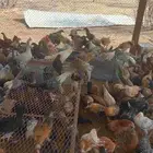 دجاج بلدي