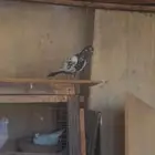 حمام