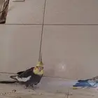 كروانات انثى وذكر باكستاني