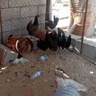 للبيع دجاج بلدي