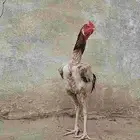 ديك باكستاني