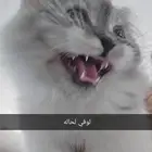 قط شيرازي شهرين