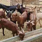 تيوس ذبائح بلدي 17