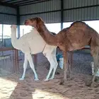 قعدان طيبه قصب