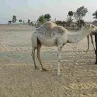 قعود قصب